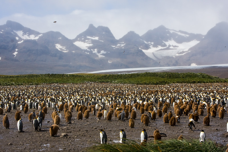 King Penguin Colony